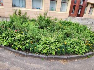 Пока городские клумбы зарастают травой, жители Великих Лук создают свои цветники