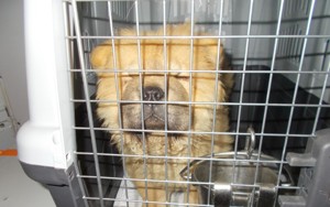 Из-за проблем с документами 12 собак не пустили в Псковскую область