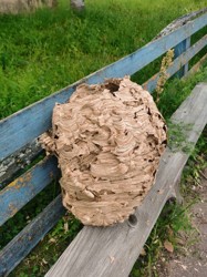 Огромное гнездо шершней обнаружили в Псковской области