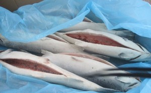 В Псковской области выявили нарушения перевозки почти 20 тонн лосося