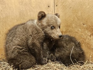 Еще двух медвежат-сирот из Псковской области приютили в тверском Центре спасения