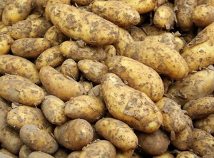 В районах Псковской области установлены санитарные зоны из-за опасного картофельного вредителя
