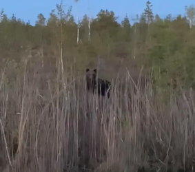 Жители Псковской области встречают медведей рядом с деревнями