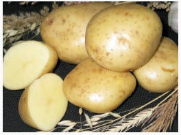 Как правильно сажать картофель и получить высочайший урожай? – Новости –Великолукская правда Новости – Великие Луки.ру