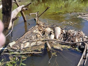 Более сотни трупов рыбы насчитала природоохранная прокуратура в низовье Ловати