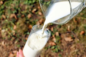 Псковская фирма-однодневка легализовала опасную молочную продукцию