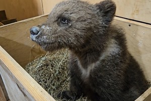 Медвежонка-сироту из Псковской области спасли от гибели