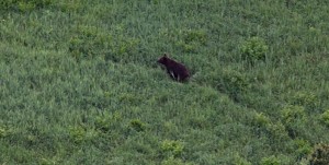 Медведь наблюдал утренний полет аэростатов в Великих Луках