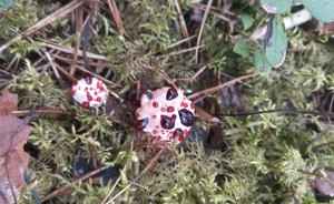 Редкий «кровоточащий» гриб встречают в лесах Псковской области