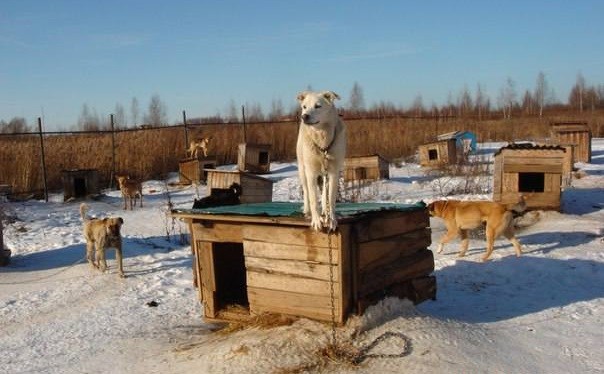 Приют великий. Приют милый Великие Луки. Приют для животных Великие Луки. Приют для бездомных животных милый Великие Луки. Приюты для собак в великих Луках Веретье.